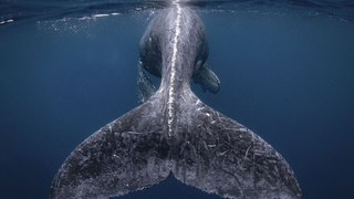 Las fotos del concurso anual de National Geographic son tan alucinantes que cuesta creer que sean reales<em></em>